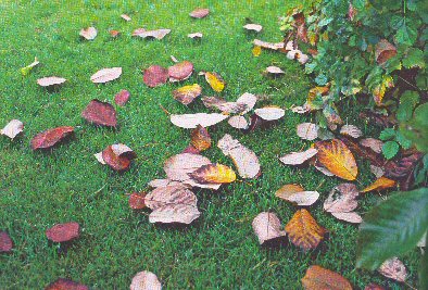 Unser Gartentipp Im September Kunkel Garten Otzberg