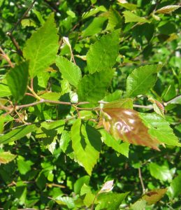 Betula nigra – Schwarzbirke – Fluss-Birke – Betulaceae – Birkengewächse