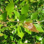 Betula nigra – Schwarzbirke – Fluss-Birke – Betulaceae – Birkengewächse