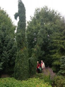 Amerikaner mit Wurzeln im Ammerland – Picea omorika ‚Pendula Bruns‘