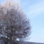 Winter: Baum im Feld