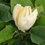 Gelb blühende Magnolien