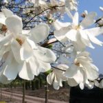 Plfanze des Monats März 2019 Magnolia