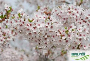 Prunus yedoensis – die Tokyo-Kirsche