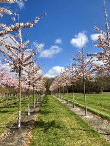 Prunus yedoensis – die Tokyo-Kirsche