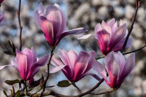 Magnolia ‚Galaxy‘ – eine spätblühende Magnolie