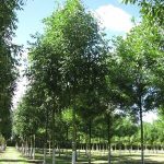 Yggdrasil - der Weltenbaum - die Esche stand Pate