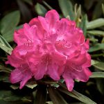 Rhododendron - Pflanze des Monats Mai 2021