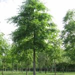 Nyssa sylvatica, ein sehr guter Zukunftsbaum, auch Tupelobaum genannt.