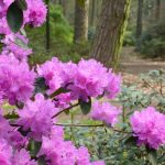 Pflanze des Monats März: Der Rhododendron
