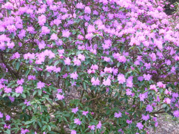 Pflanze des Monats März: Der Rhododendron