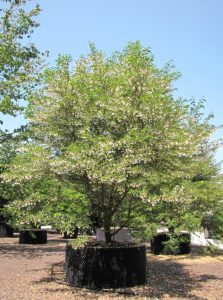 Styrax japonica, der Schneeglöckchenbaum