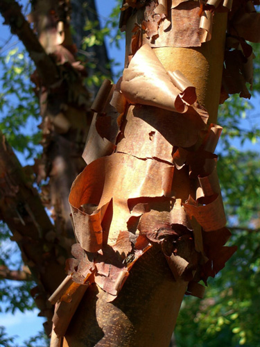 Acer griseum, der Zimtahorn
