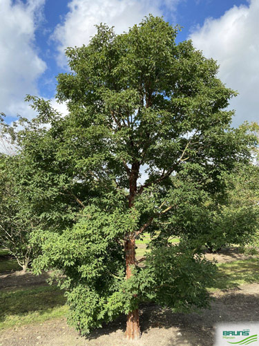 Acer griseum, der Zimtahorn
