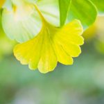 Ginkgoblatt