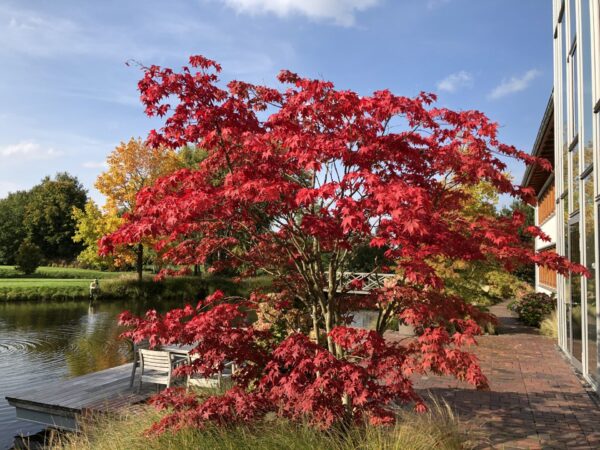 Kunkel-Garten