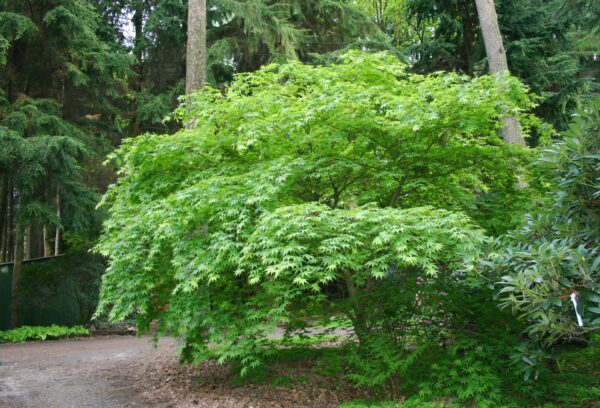 Kunkel-Garten