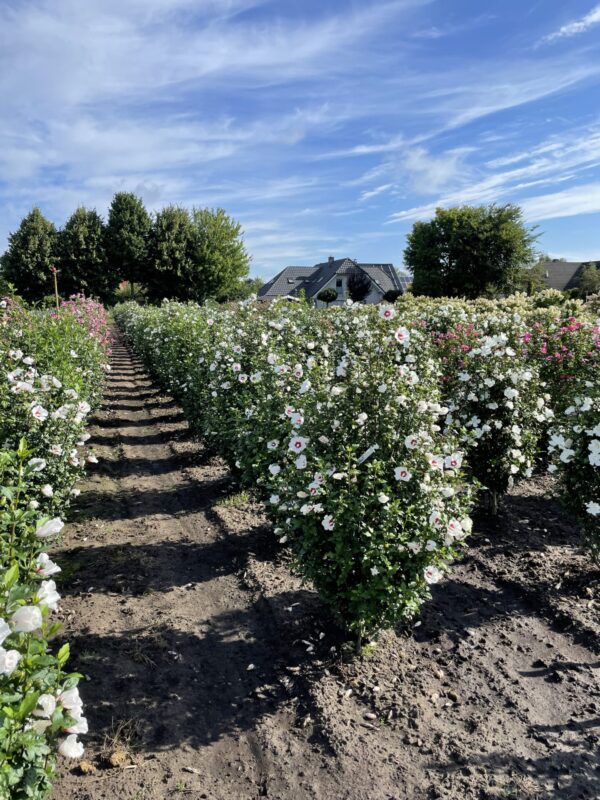 Kunkel-Garten